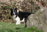 BORDER COLLIE 845